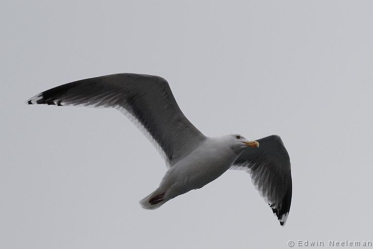 ENE-20090428-0020.jpg - [nl] Zilvermeeuw ( Larus argentatus ) | Lofoten, Noorwegen[en] Herring Gull ( Larus argentatus ) | Lofoten, Norway